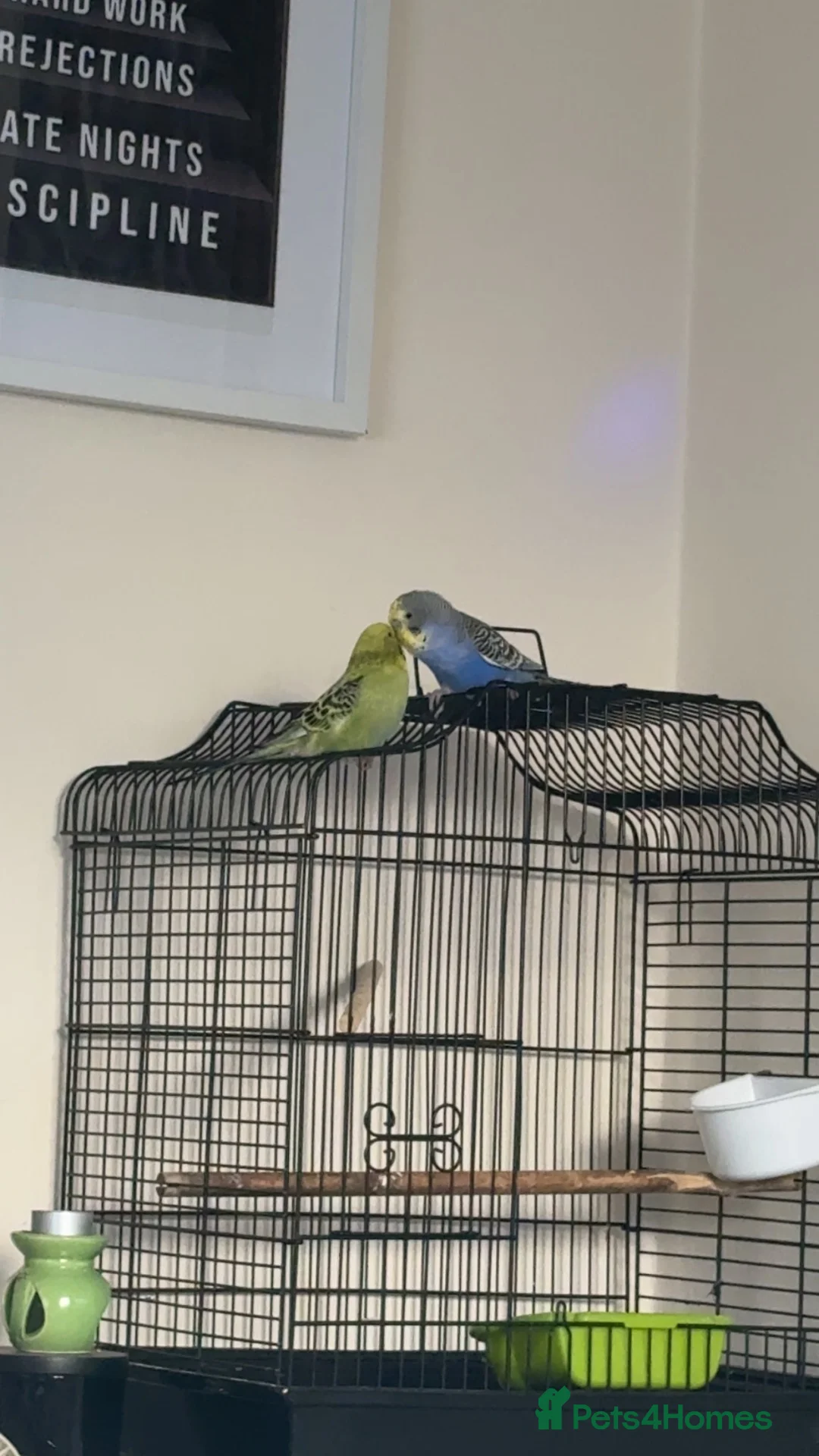 Budgerigars birds for sale: Pair budgies  - Advert 1