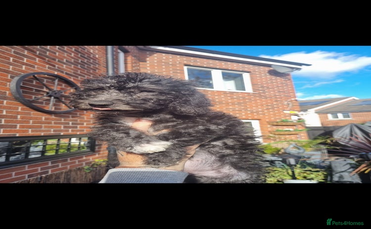 Bedlington Terrier dogs - Advert 1