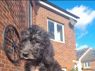 Bedlington Terrier dogs - Advert 2