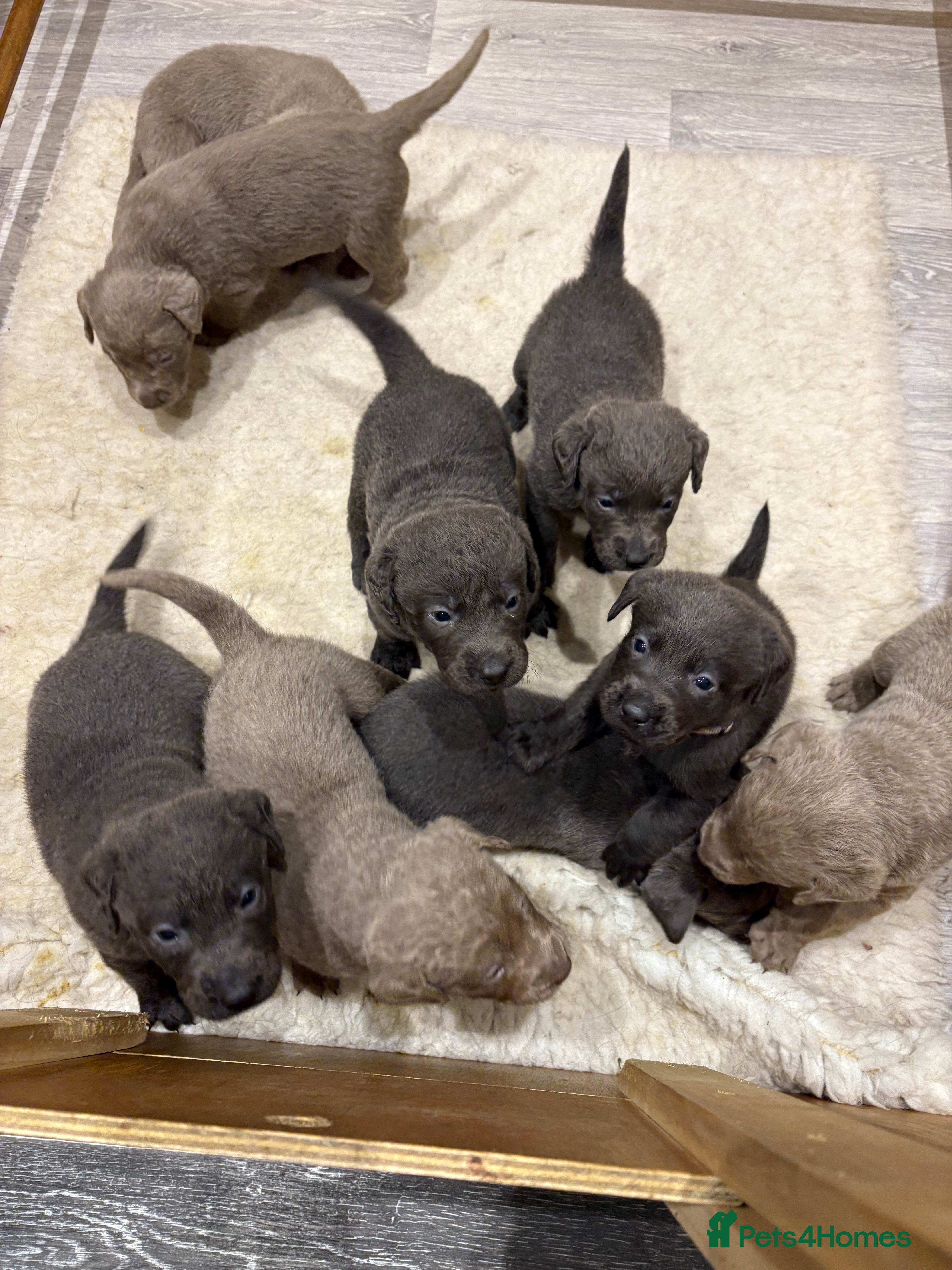 Labrador Retriever dogs Charcoal/silver Labrador puppies  - Advert 11