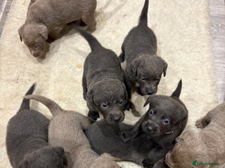 Labrador Retriever dogs Charcoal/silver Labrador puppies - Advert 11
