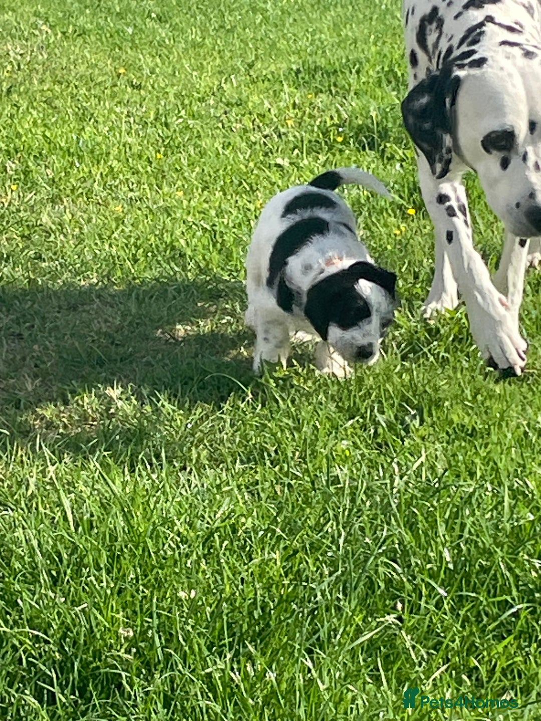 Mixed Breed dogs for sale: Rare Dalmadoodle puppies 🐶 🩷  - Image 15