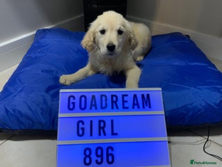 Golden Retriever dogs Golden Retrievers -Goadream kc - Advert 16