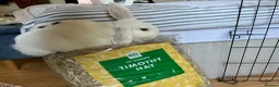 Mixed Breed rabbits for sale: Milky – Loving Free-Roam Lop Rabbit Seeking Home in Feltham - Advert 5