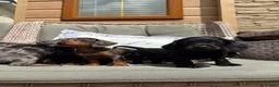 Doxiepoo dogs for sale: Miniature doxiepoo puppies (council licensed)  - Advert 2