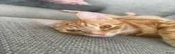 Mixed Breed cats for sale: 8Month old ginger kitten - Advert 11