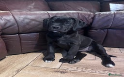 Mixed Breed dogs for sale: Boxador puppies for sale  - Image 1