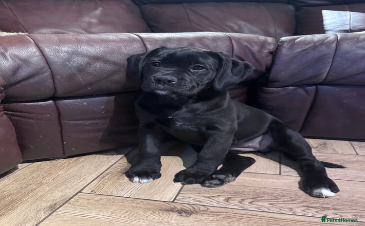 Mixed Breed dogs - Advert 3