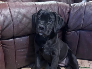 Mixed Breed dogs - Advert 10