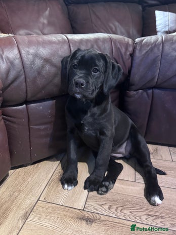Mixed Breed dogs - Advert 3