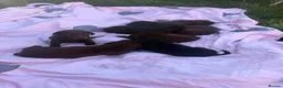 Labrador Retriever dogs for sale: Adorable Labrador Retriever Puppies 🐾 - Advert 4