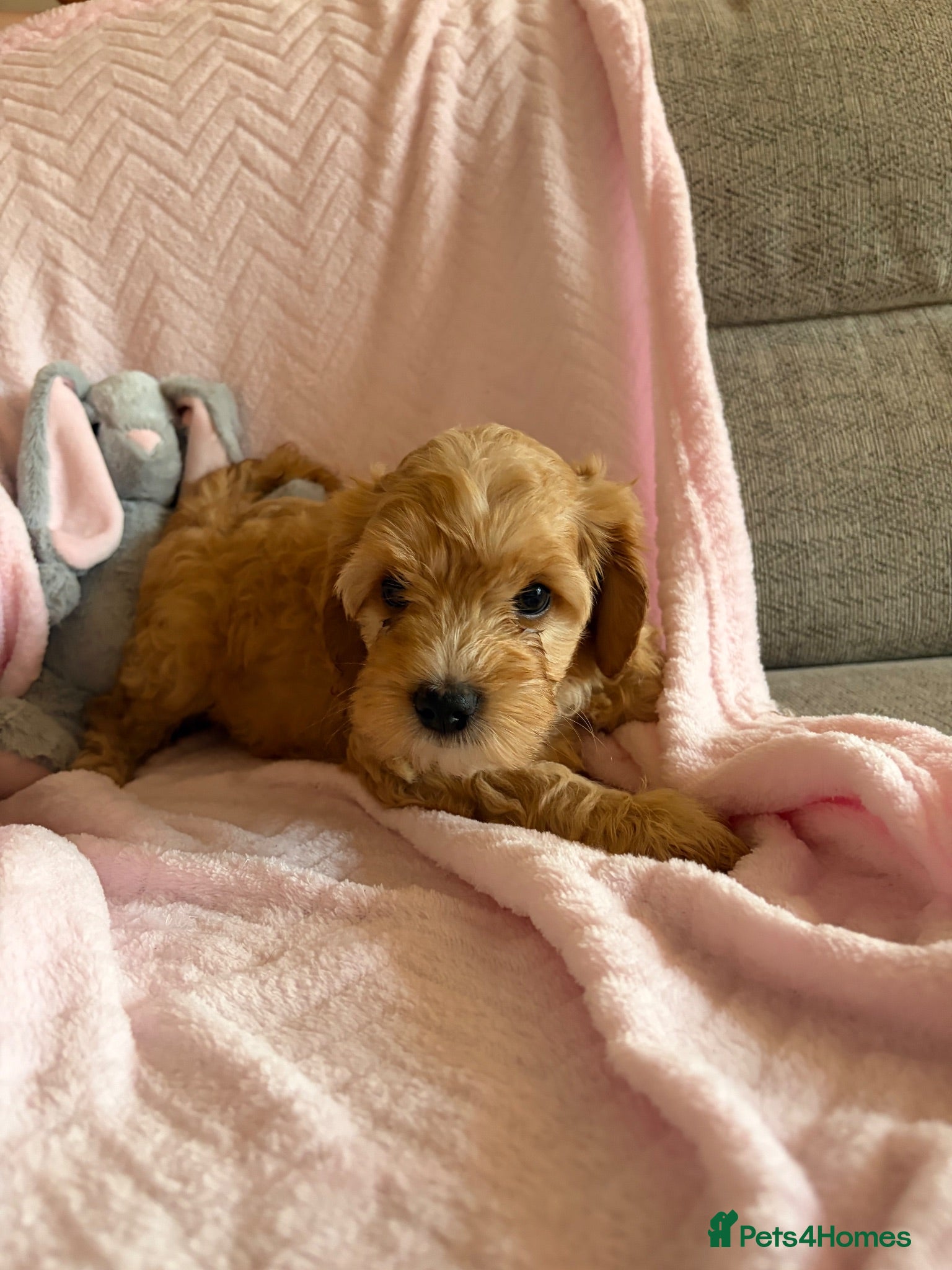 Cavapoo dogs Gorgeous F1B Cavapoo puppies - Advert 1