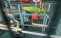 Ringnecks birds for sale: Ringo the Indian ringneck  - Image 2