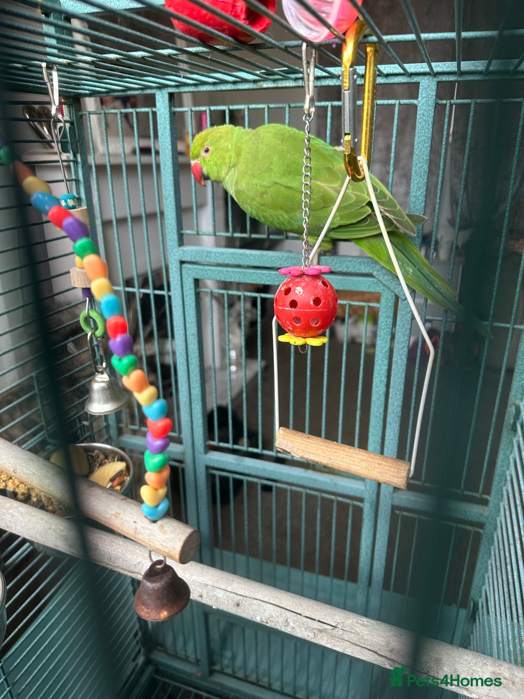 Ringnecks birds for sale: Ringo the Indian ringneck  - Image 2