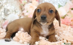 Miniature Dachshund dogs for sale: Miniature Dachshund Puppies - Image 4