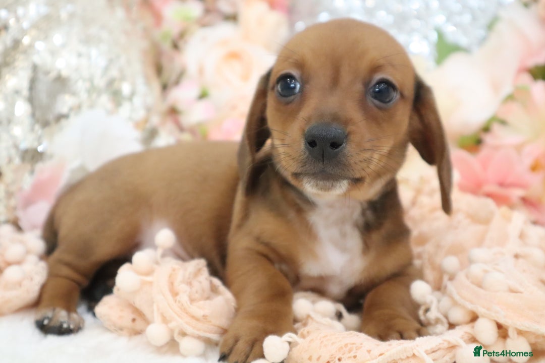 Miniature Dachshund dogs for sale: Miniature Dachshund Puppies - Image 4