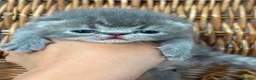 Exotic cats for sale: 3 high quality exotics - Advert 13
