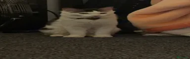 Domestic Shorthair 1