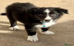 Border Collie dogs for sale: Pure bred, beautiful Border Collie puppies 🖤🤍🐾 - Image 16