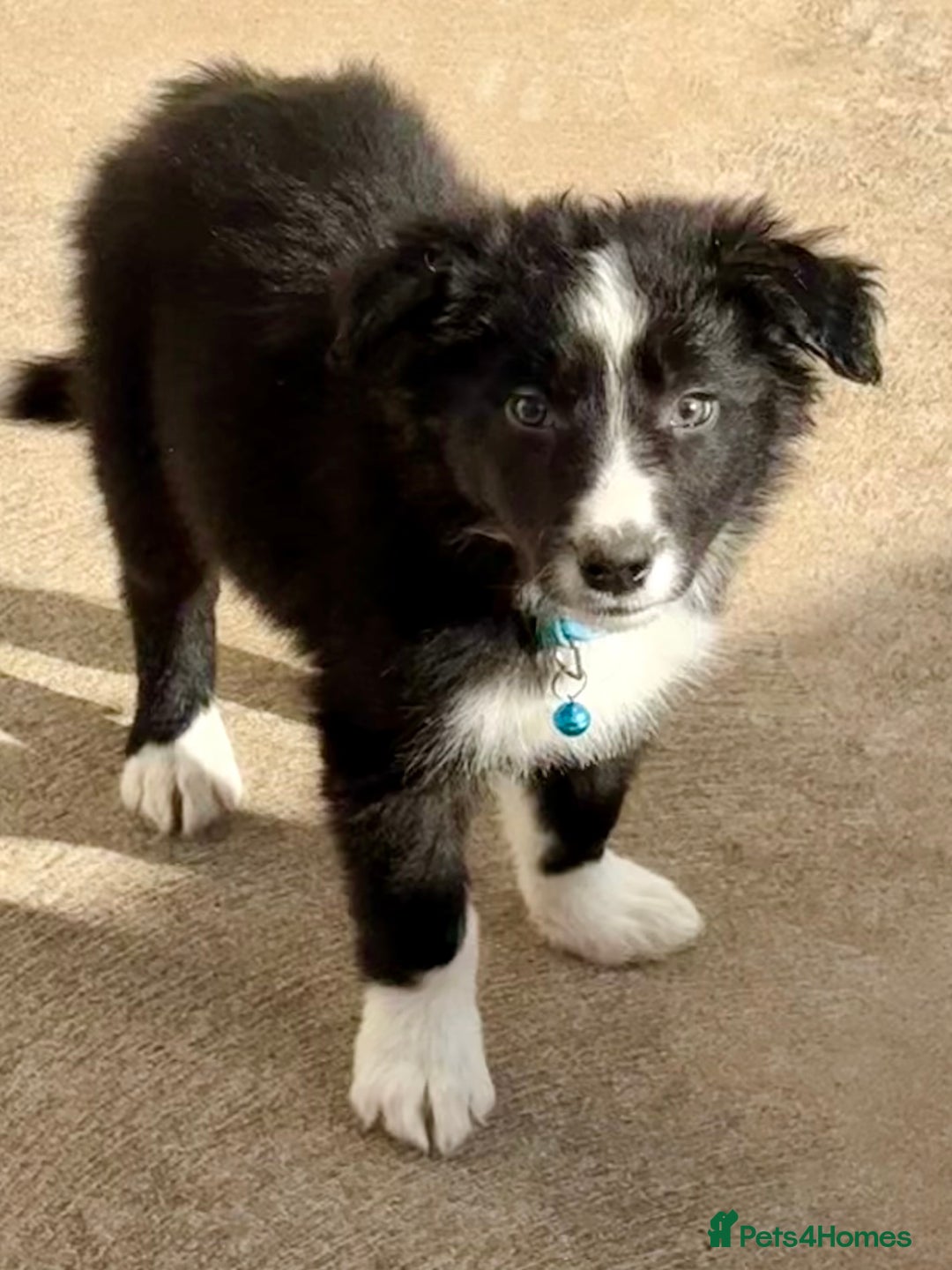 Border Collie dogs for sale: Pure bred, beautiful Border Collie puppies 🖤🤍🐾 - Image 16