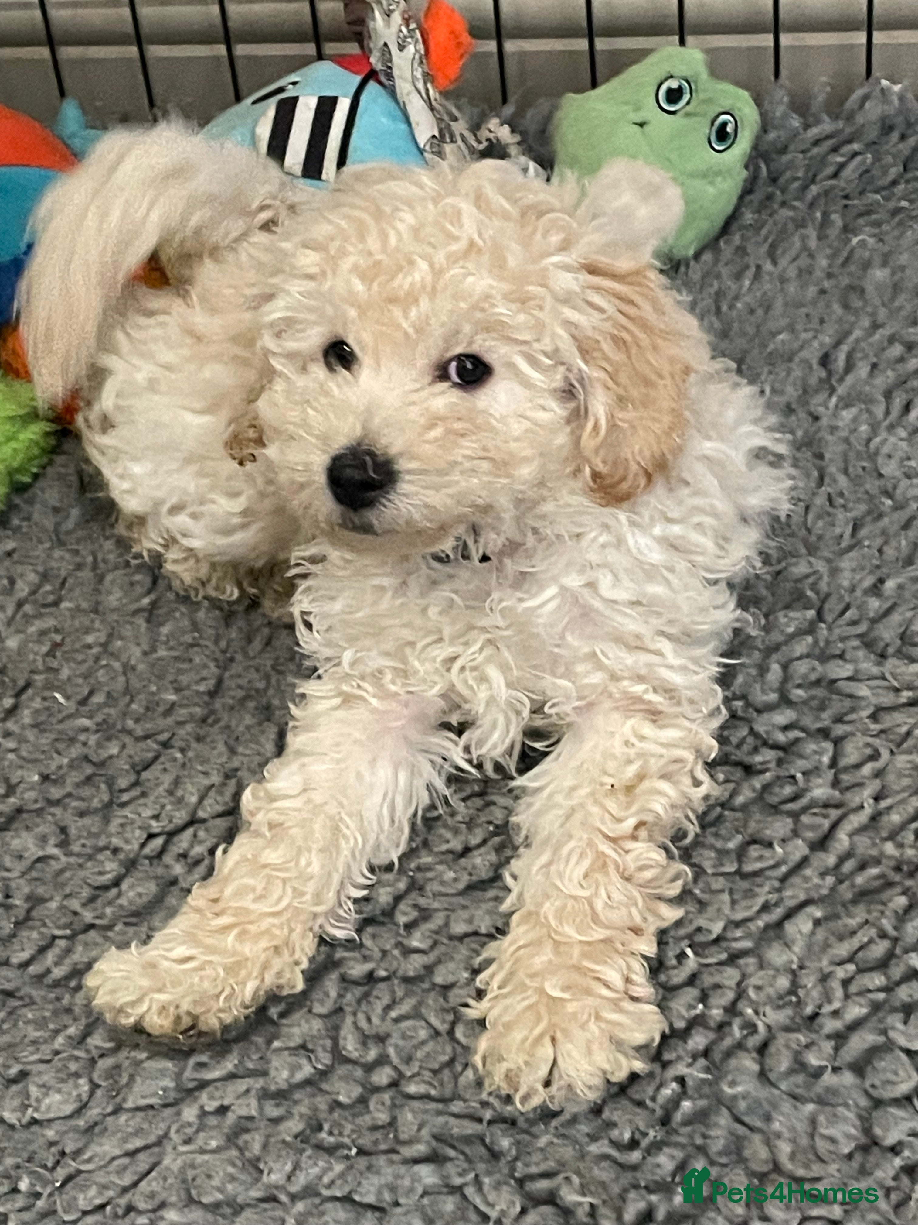 Mini Goldendoodle dogs Miniature double doodle puppies - Advert 2