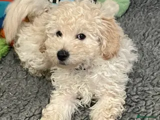 Mini Goldendoodle dogs Miniature double doodle puppies - Advert 1