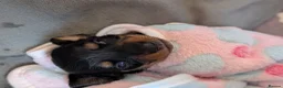 Miniature Dachshund dogs for sale: Miniature dachshund puppies for sale in Bilston - Advert 15