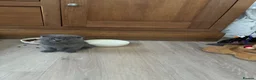 Scottish Fold cats for sale: Scottish fold kittens - Advert 6