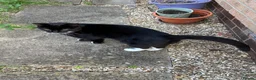 Mixed Breed cats for sale: Adult mother and son need rehoming - Advert 3
