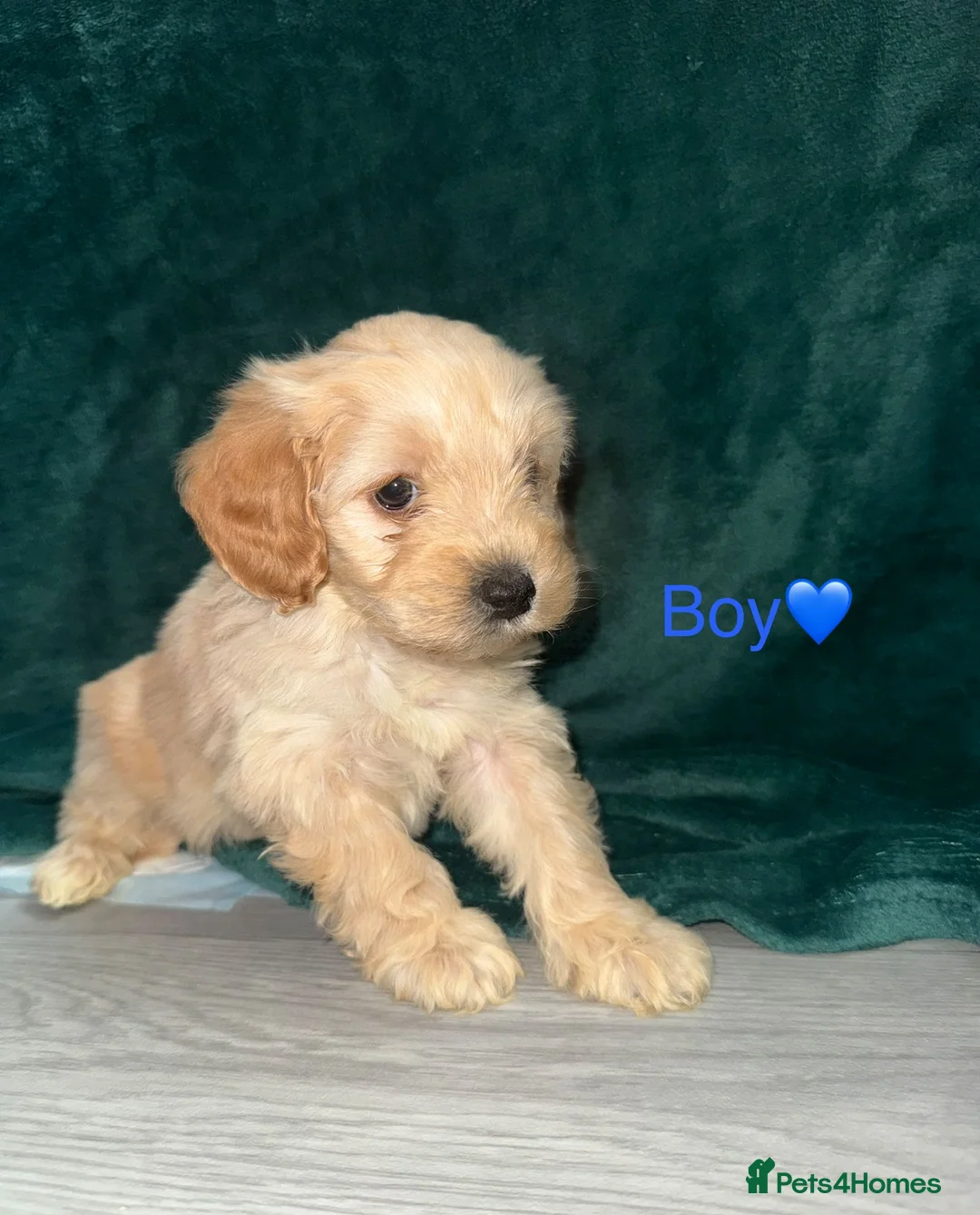 Cockapoo dogs for sale: Adorable puppies - Advert 6