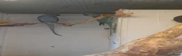 Ringnecks birds for sale: Breeding pairs of Indian ringnecks  - Advert 7