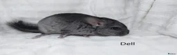Chinchilla rodents for sale: Two Young Male Pedigree Chinchillas. - Advert 6