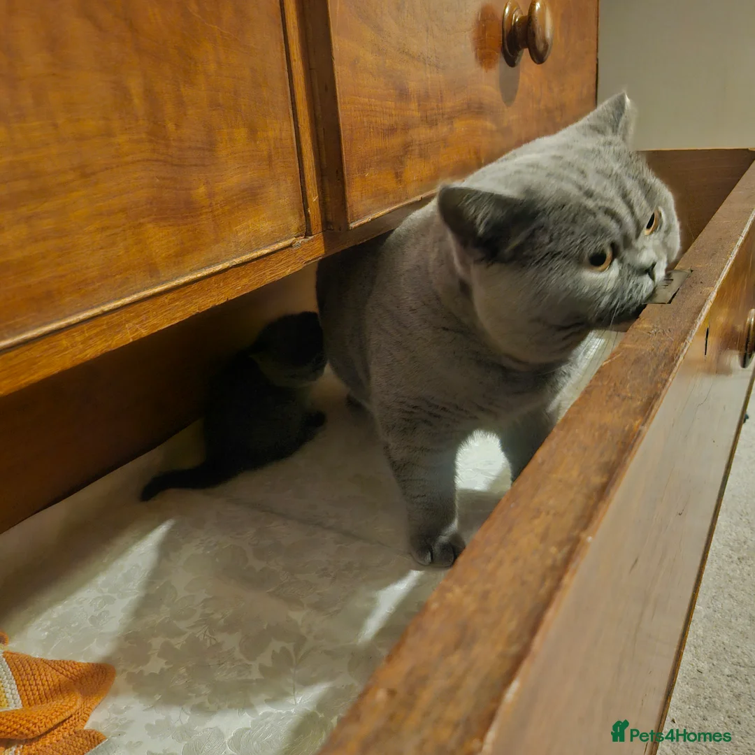 British Shorthair cats for stud: Pedigree GCCF British Short Hair STUD AVAIL  - Advert 6