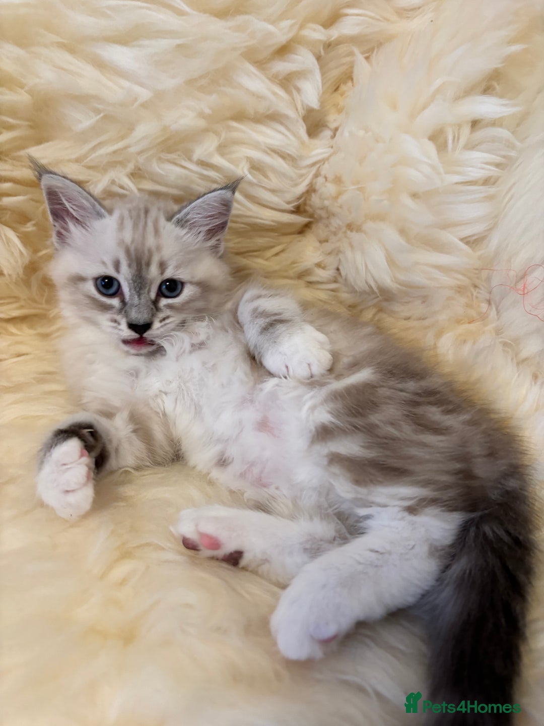 Siberian cats for sale: GCCF Registered Siberian Kitten For Sale  - Image 10