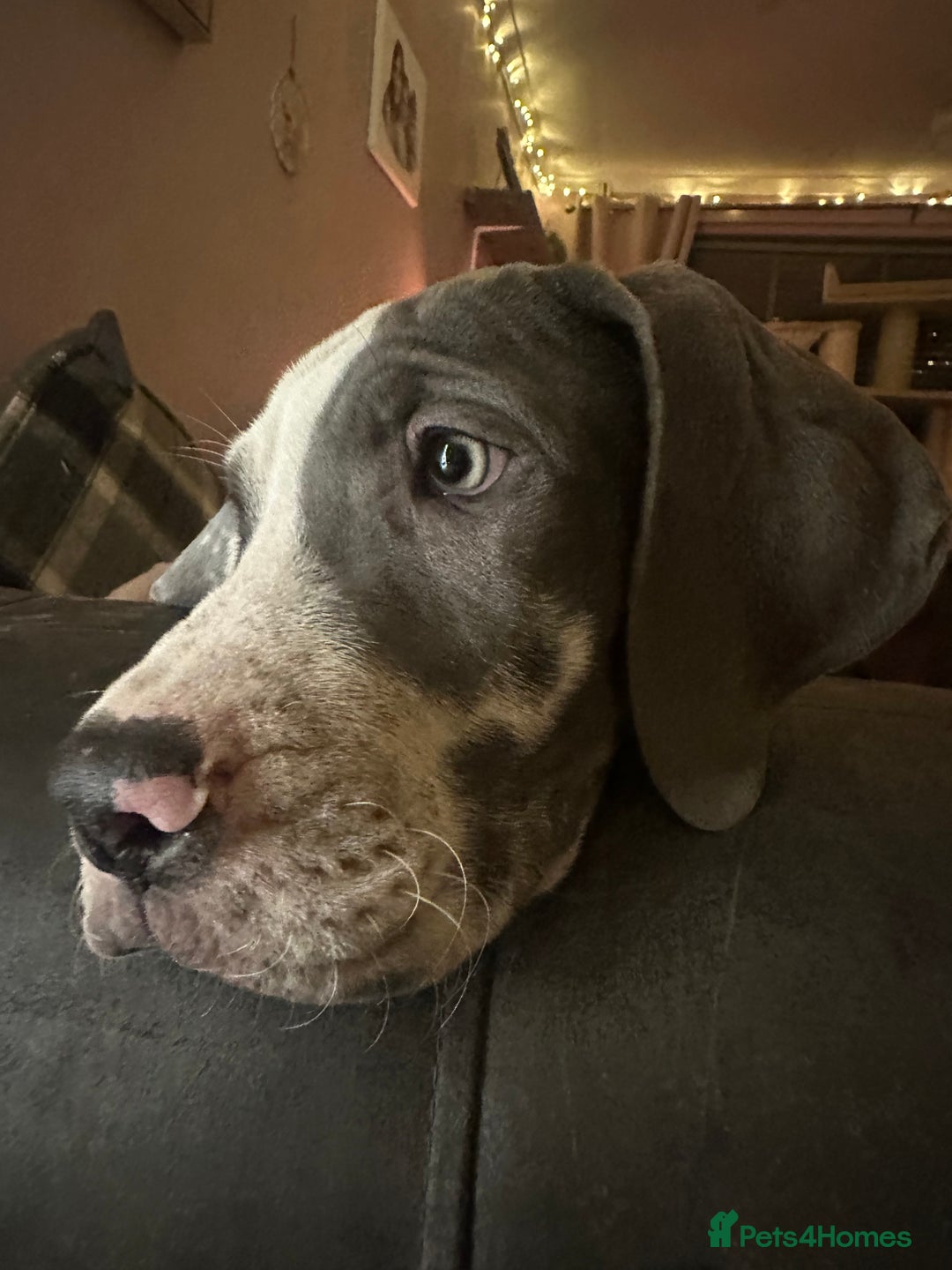 Great Dane dogs for sale: Reduced***** KC registered blue Great Dane puppies - Advert 13