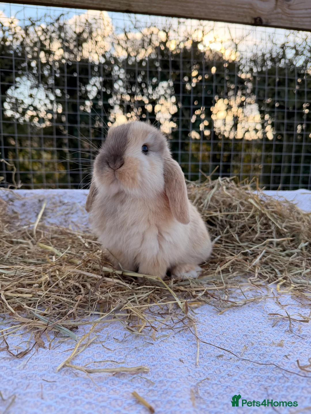 Mini Lop rabbits for sale: Gorgeous mini Lop babies  - Advert 22