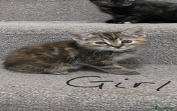 Domestic Shorthair cats for sale: 4 beautiful kittens - Image 5