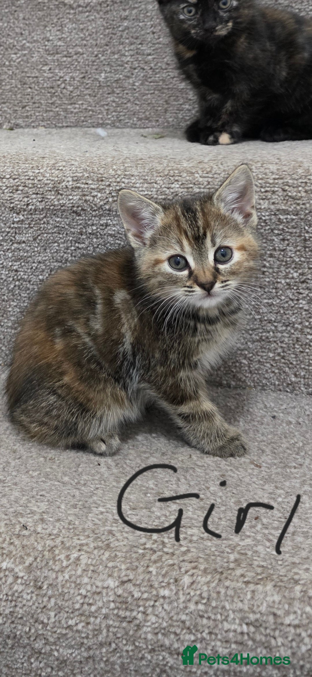 Domestic Shorthair cats for sale: 4 beautiful kittens - Image 5