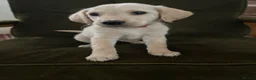 Golden Retriever dogs for sale: Golden retriever puppies  - Advert 3