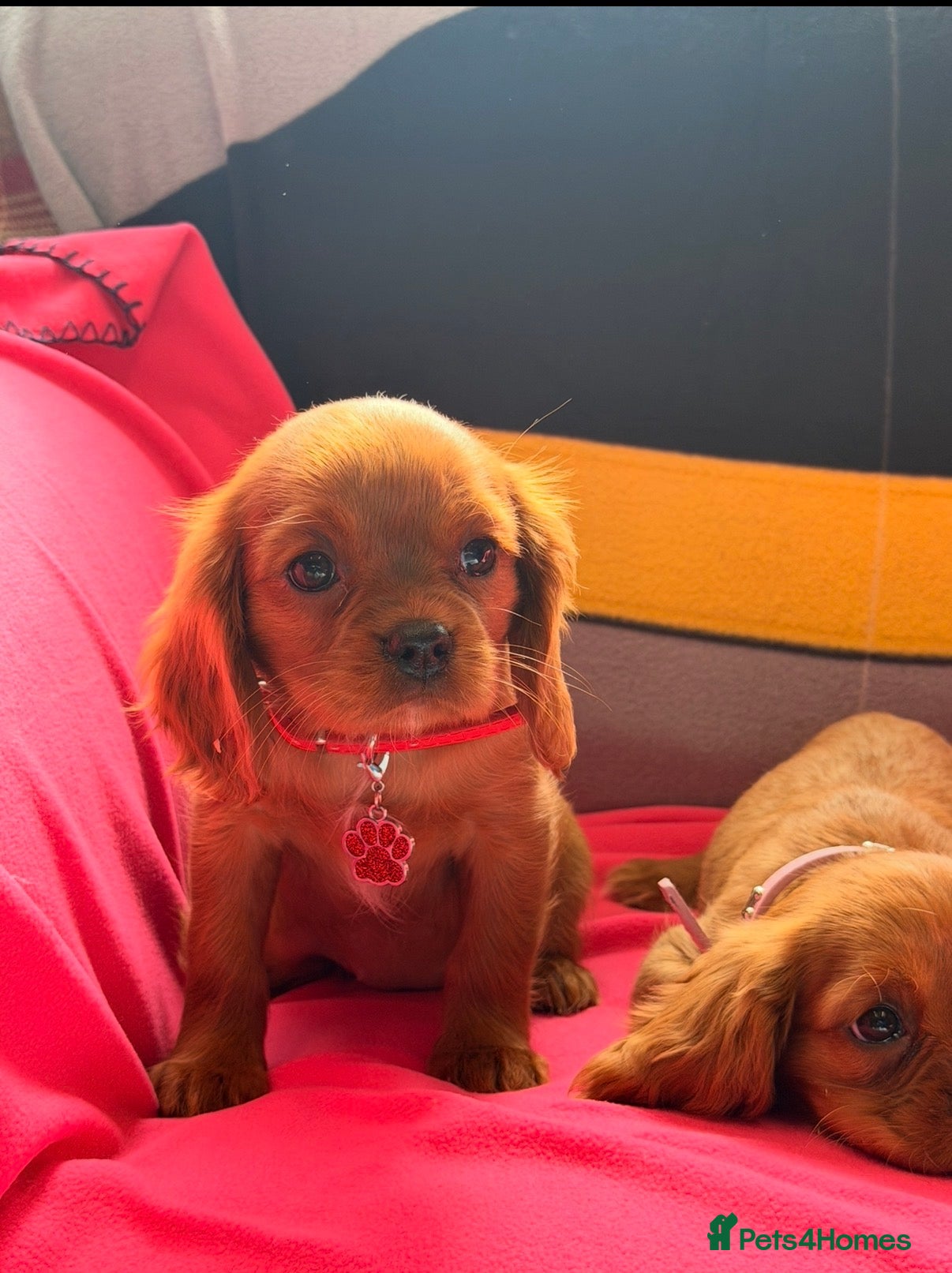 Cavalier King Charles Spaniel dogs 🐾 Adorable Ruby Cavalier Puppies 🐶💖  - Advert 1