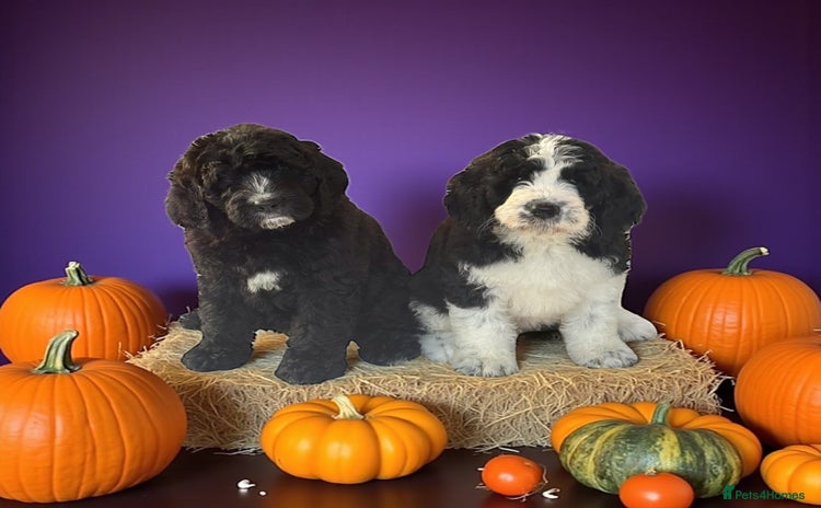 Saint Bernard dogs - Advert 1