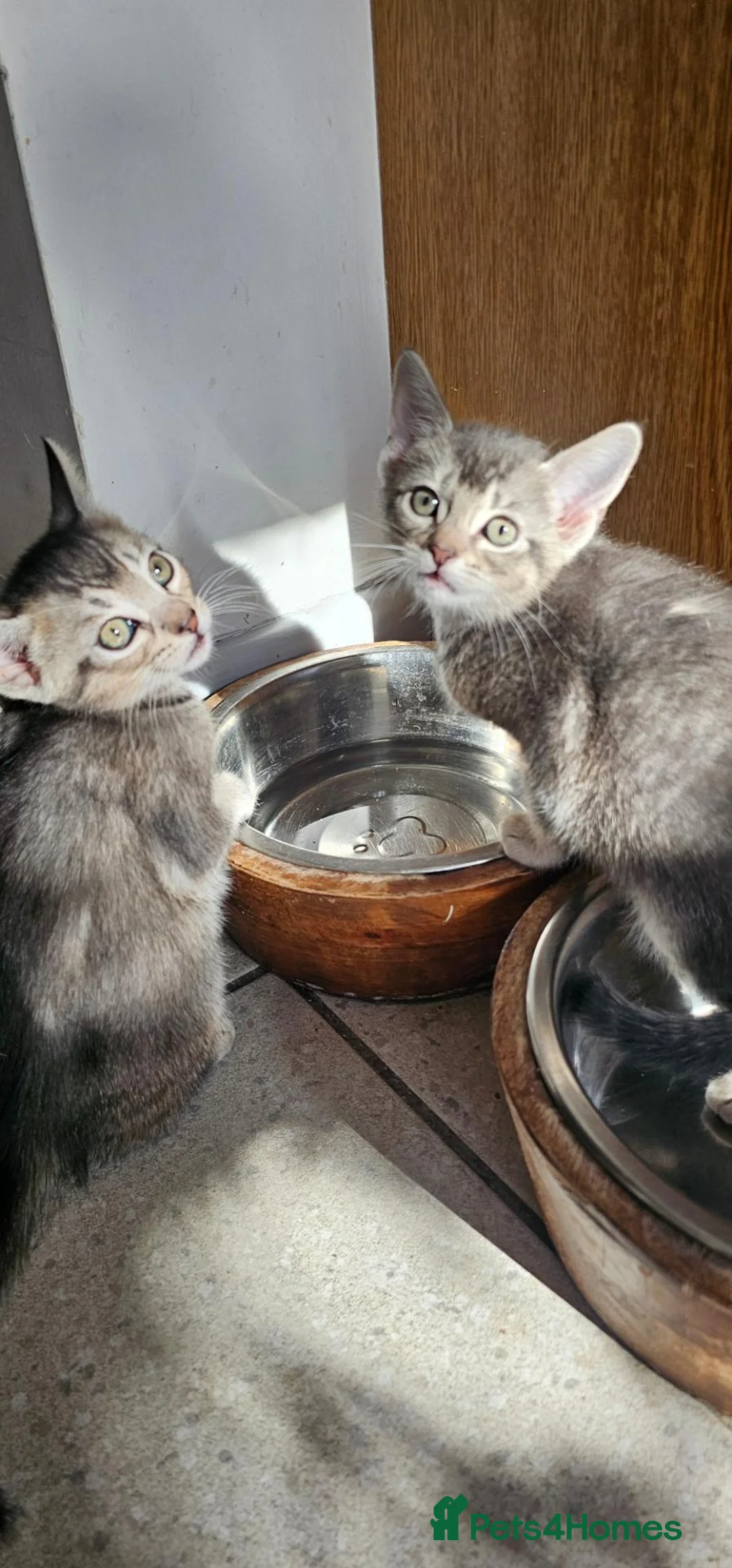Mixed Breed cats for sale: 🐾 3 Beautiful Abyssinian x Bengal Girls 🐾 - Advert 1