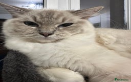 Ragdoll cats for sale: Gorgeous Rare White boy and blue mitted boy  - Image 13