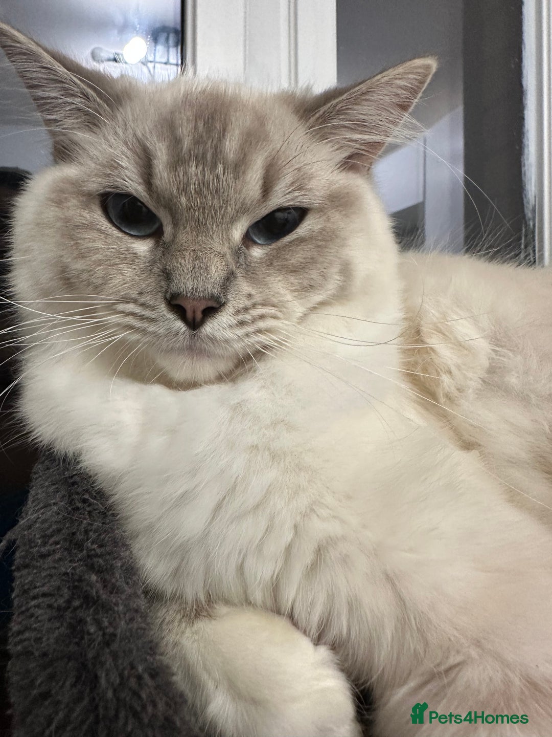 Ragdoll cats for sale: Gorgeous Rare White boy and blue mitted boy  - Image 13