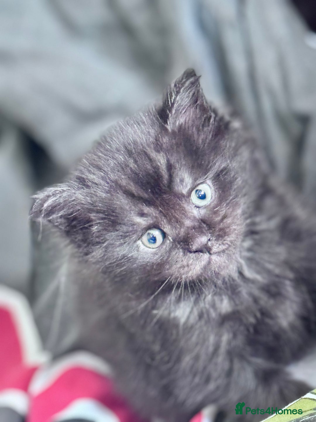 Maine Coon cats for sale: FULL Mainecoon kittens  - Image 25