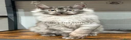 Maine Coon cats for sale: TICA registered Maine coon kittens READY NOW - Advert 12
