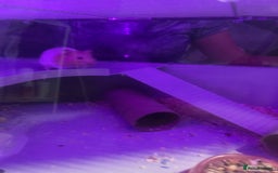 Hamster rodents for sale: Chunk the hamster  - Image 4
