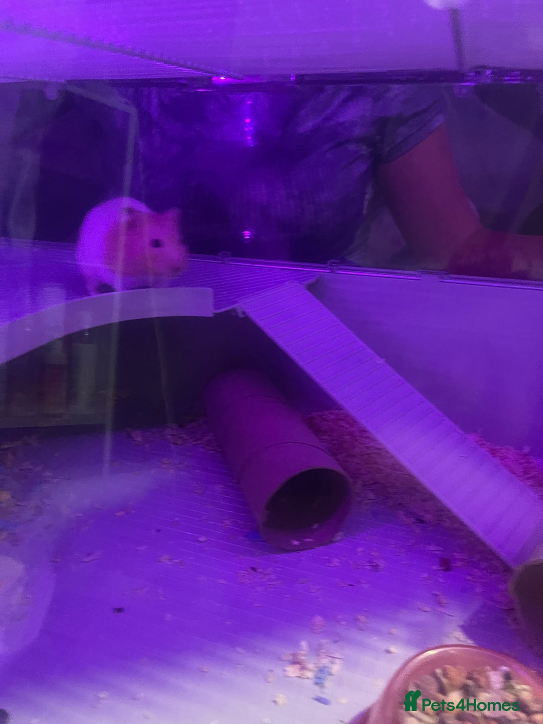 Hamster rodents for sale: Chunk the hamster  - Image 4