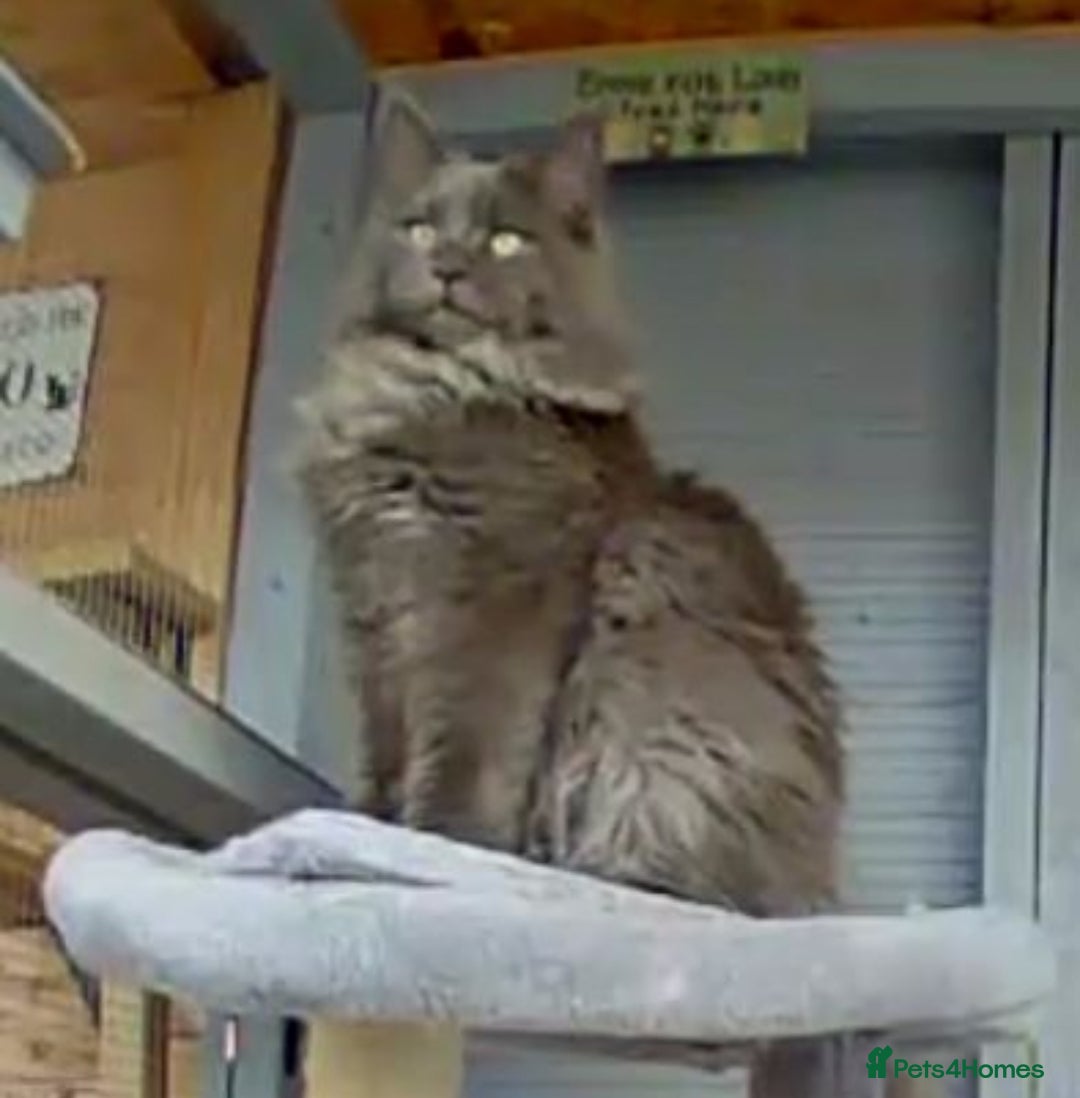 Maine Coon cats for sale: Beautiful solid blue male - Advert 2