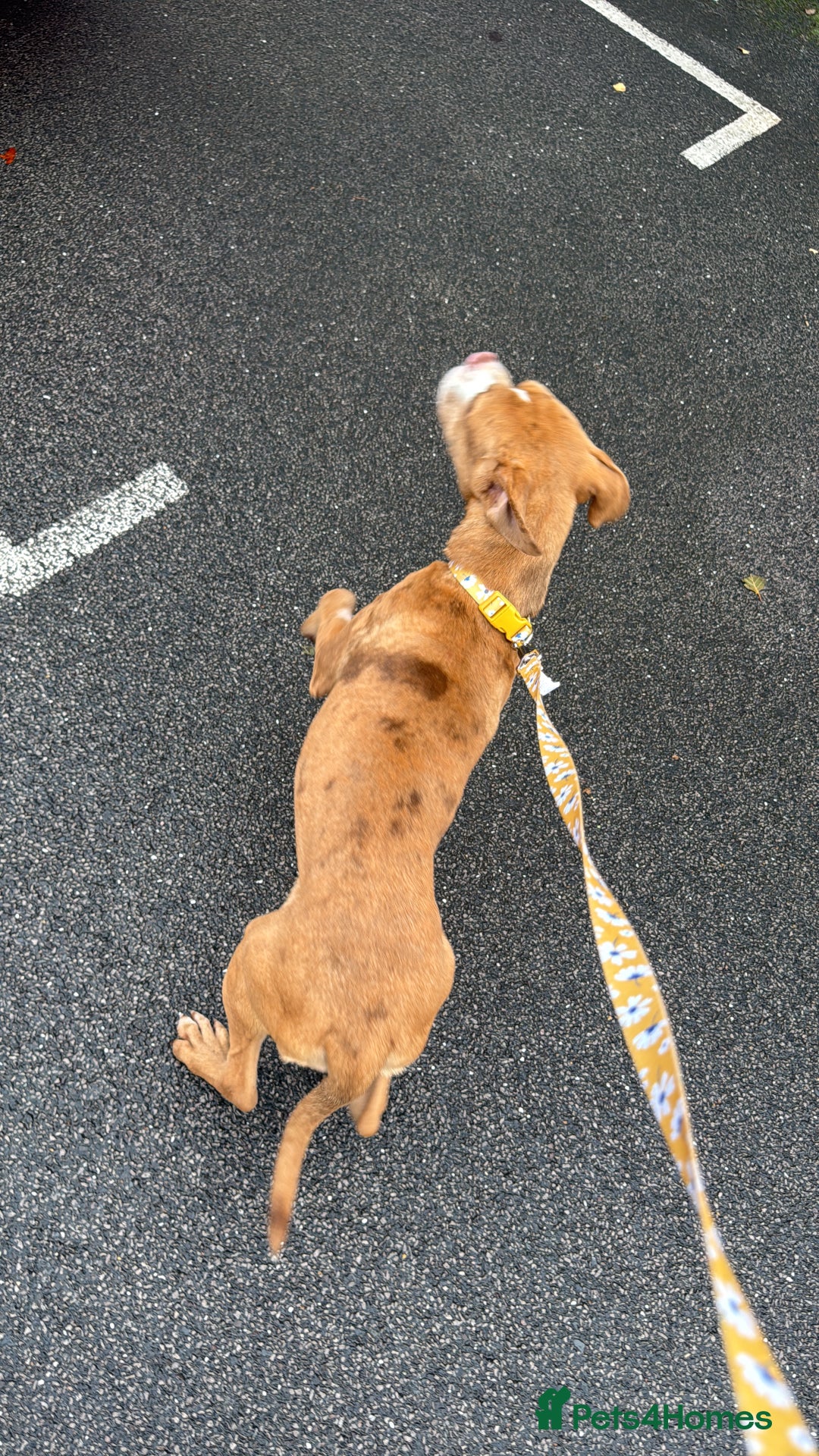 Olde English Bulldogge dogs for sale: Effie  - Advert 5